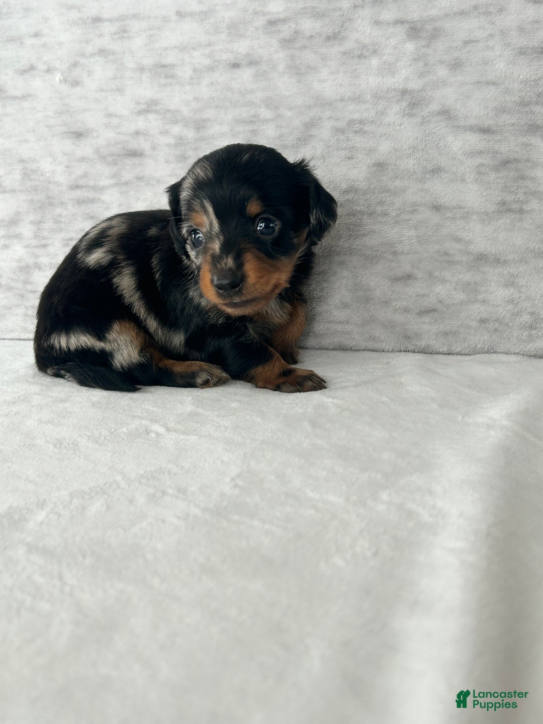 Miniature Dachshund dogs for sale: Wynston the Miniature Dachshund. - Ad 6
