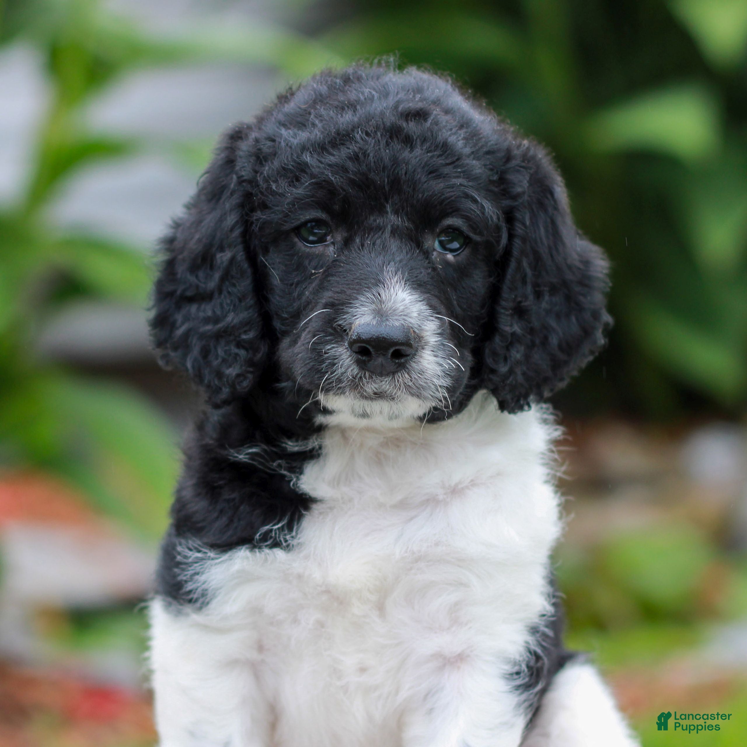 Miniature Labradoodle dogs Clara  - Ad 2