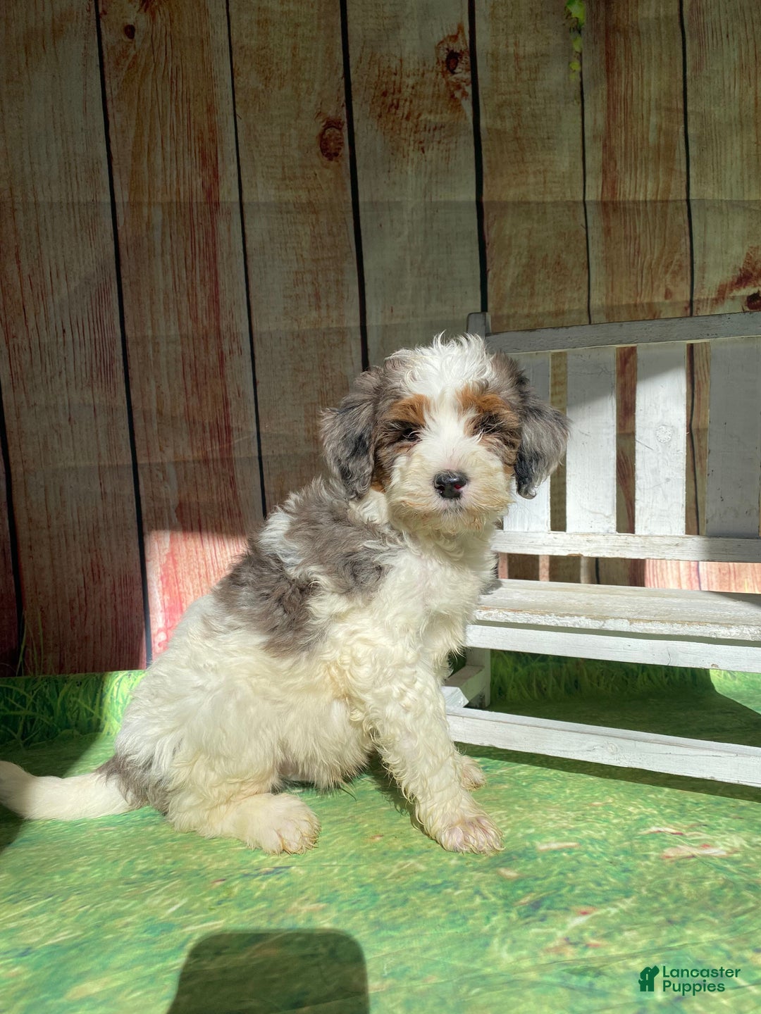 Mini Bernedoodle dogs for sale: Spur - Ad 6