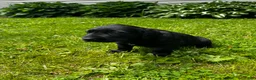 Labrador Retriever dogs for sale: Phillipe - Ad 3