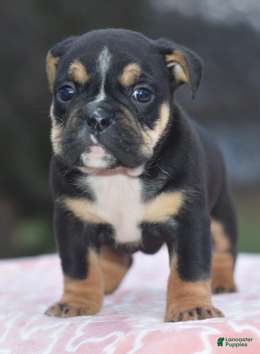 Mixed Breed dogs for sale: Emma tricolor hybrid  - Ad 10