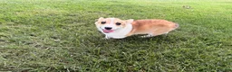Welsh Corgi Pembroke dogs for sale: SKYLER - Ad 9
