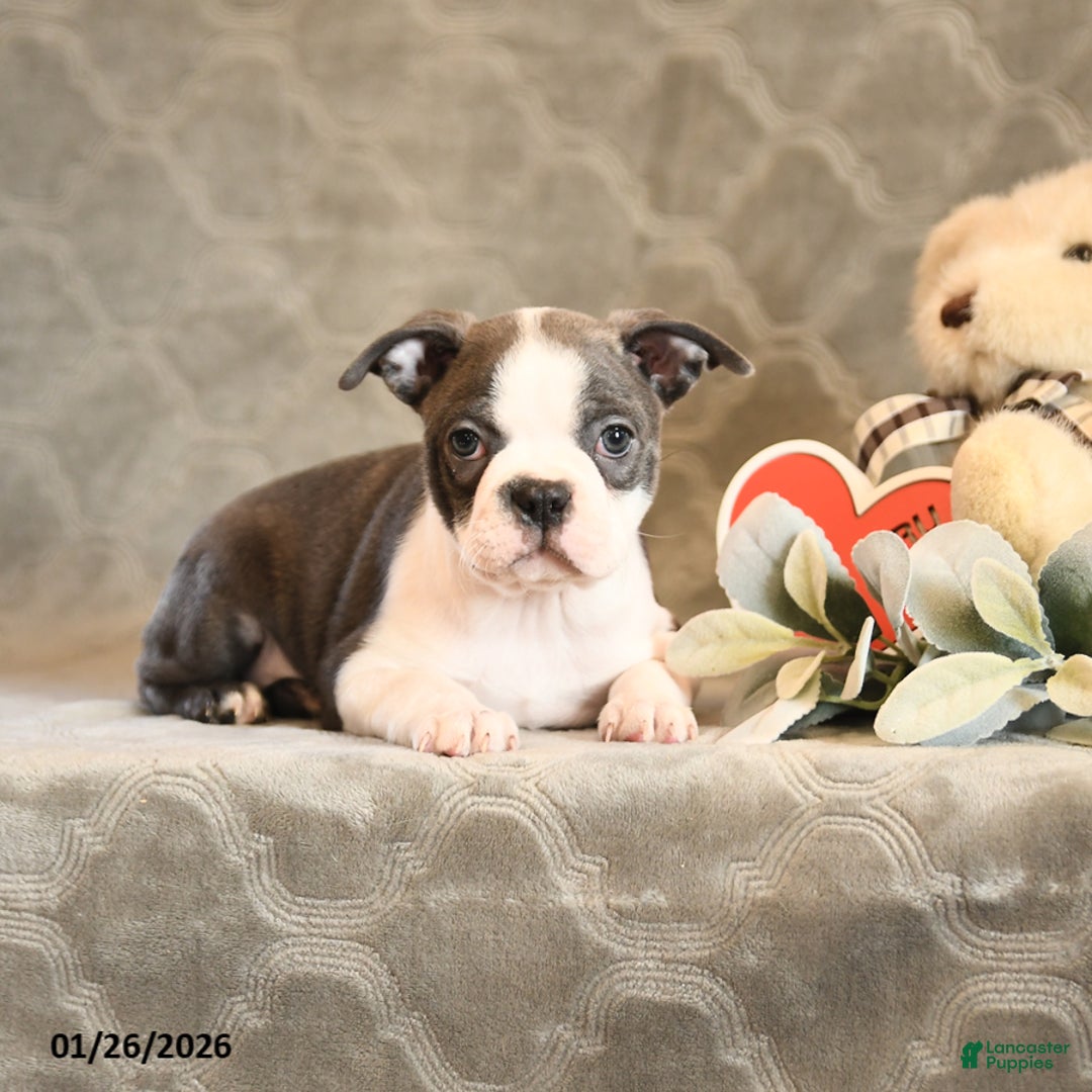 Boston Terrier dogs for sale: Heidi - Ad 5