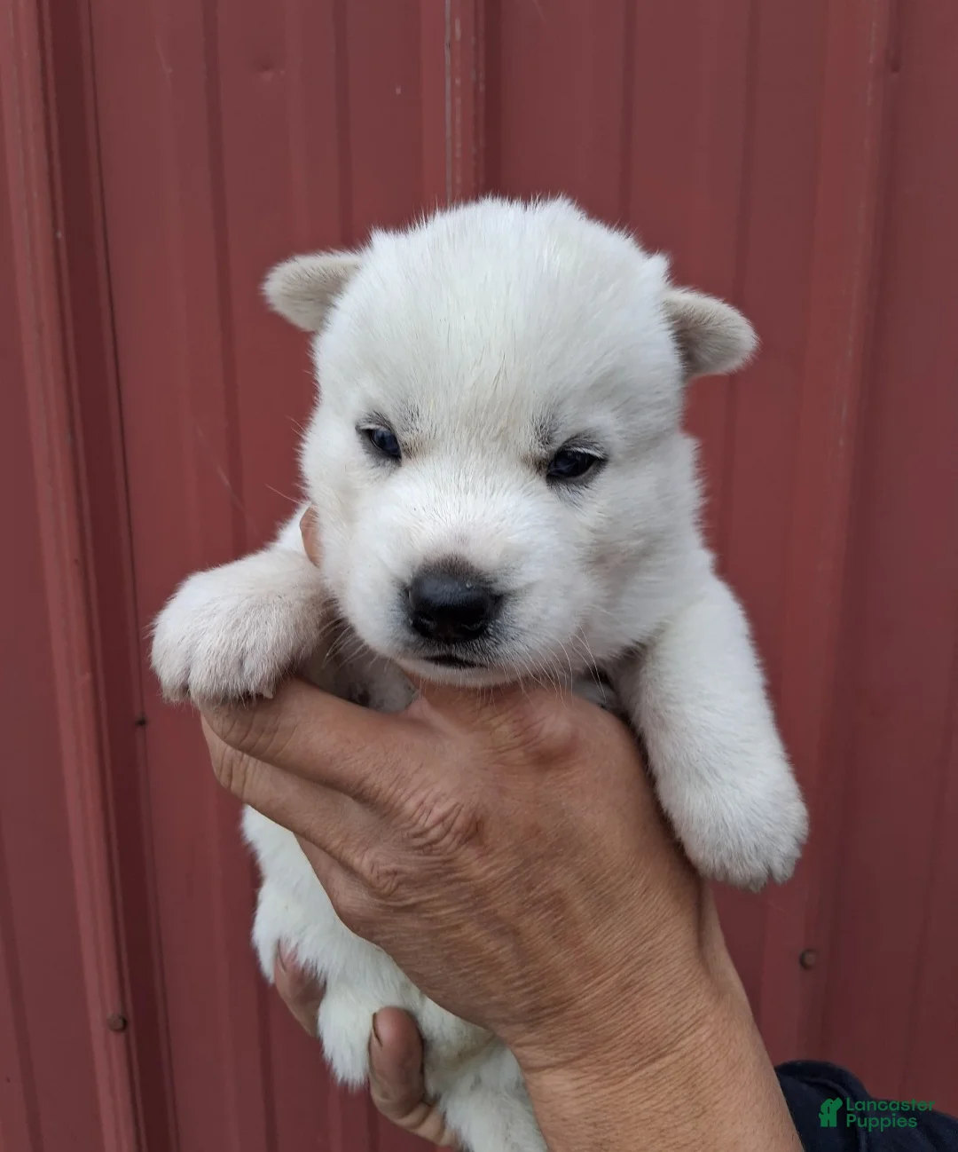 Siberian Husky dogs for sale: Dominic  - Ad 1