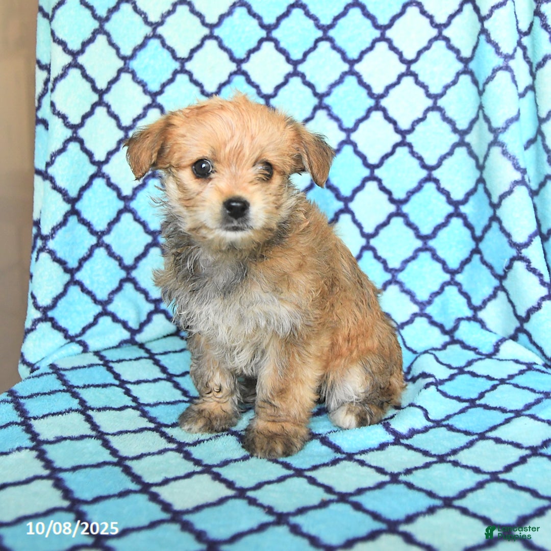 Mixed Breed dogs for sale: Caramel - Ad 9