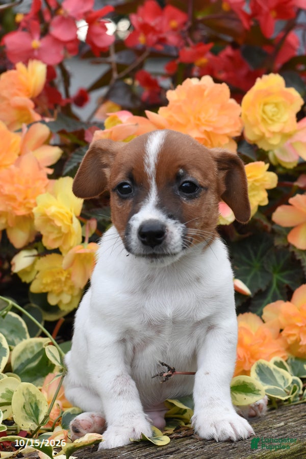 Jack Russell Terrier dogs for sale: Pumpkin - Ad 2