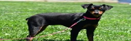 Miniature Pinscher dogs for sale: Female - Ad 7