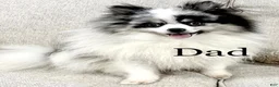Pomeranian dogs for sale: Roo - Ad 6