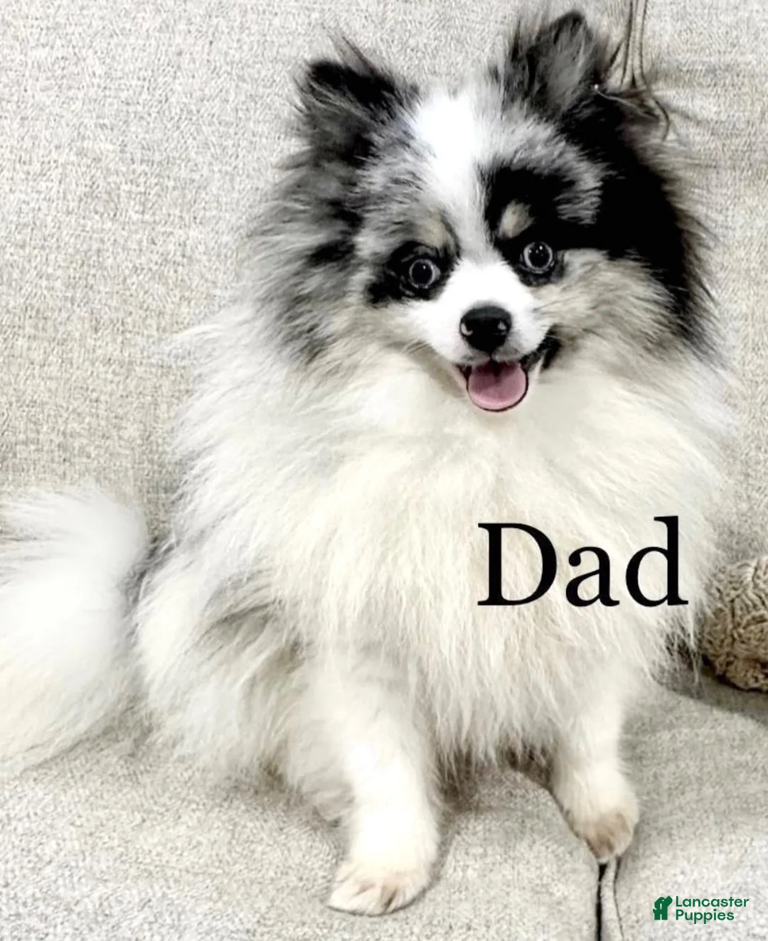 Pomeranian dogs for sale: Roo - Ad 6