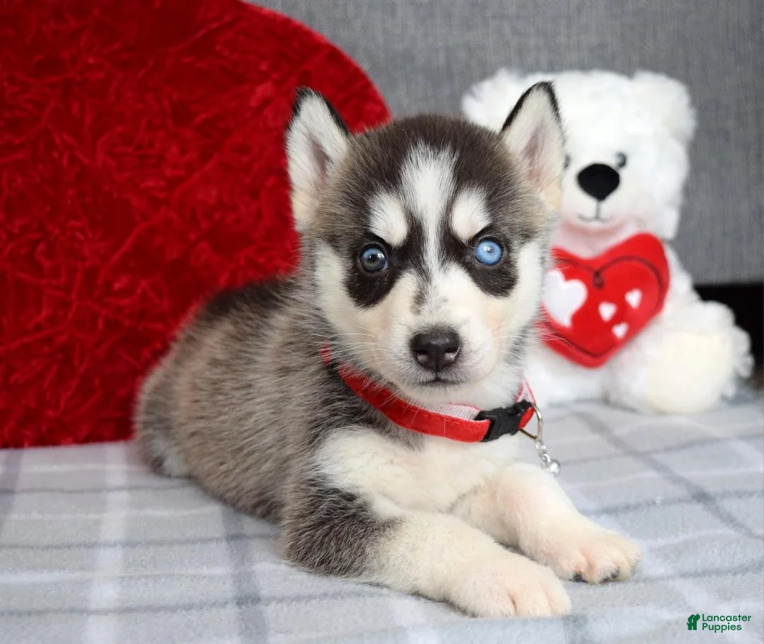 Siberian Husky dogs for sale: Carly - Ad 3