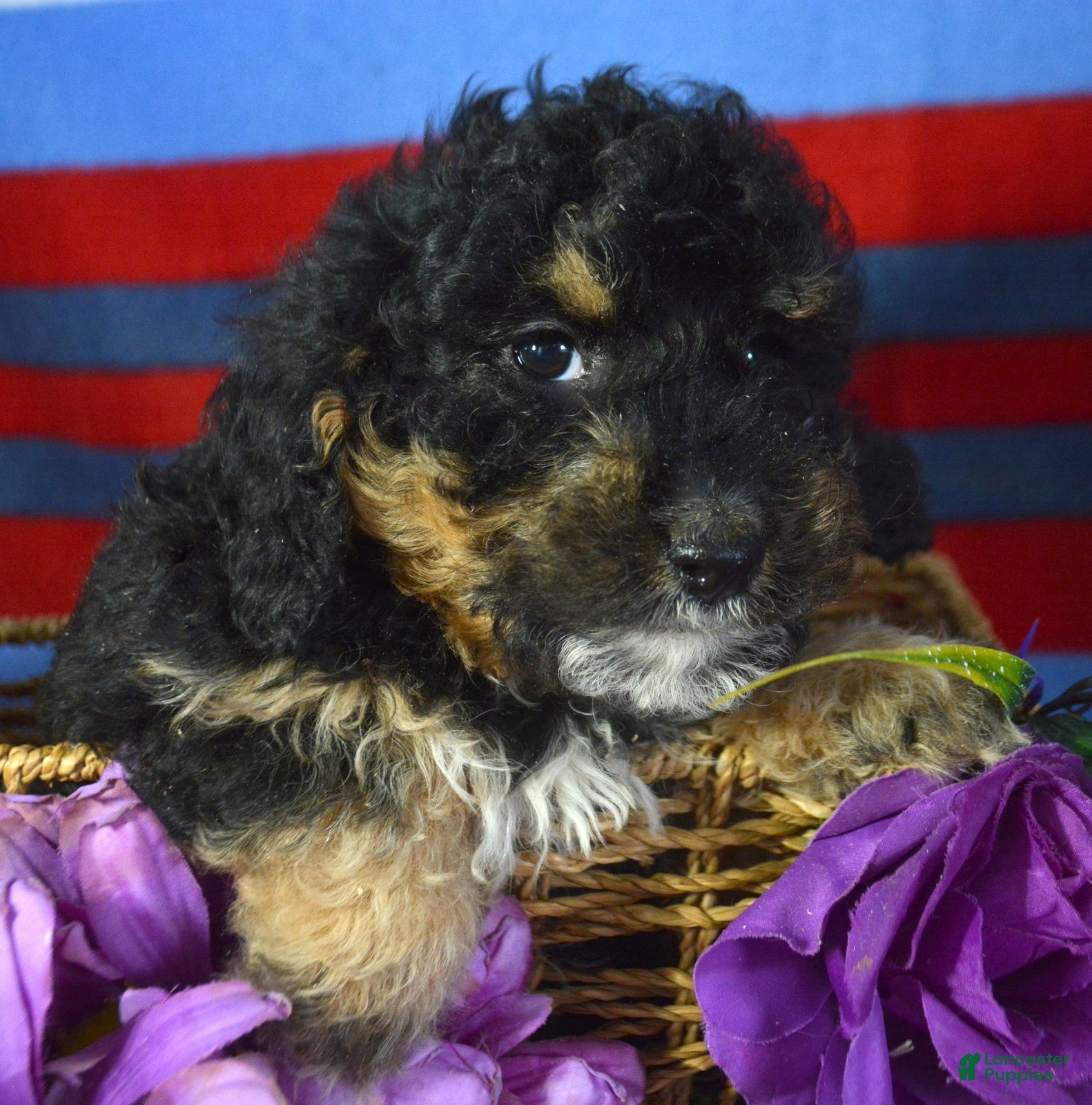 Mini Bernedoodle dogs Micro Bernedoodle Puppy 3 Bernie - Ad 35