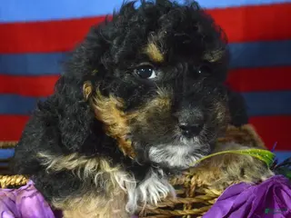 Mini Bernedoodle dogs Micro Bernedoodle Puppy 3 Bernie - Ad 35