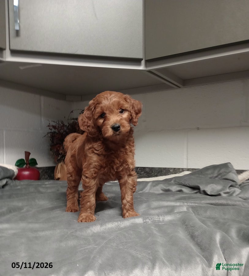 Mini Goldendoodle dogs Dylan - Ad 30