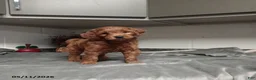 Mini Goldendoodle dogs for sale: Dylan - Ad 1