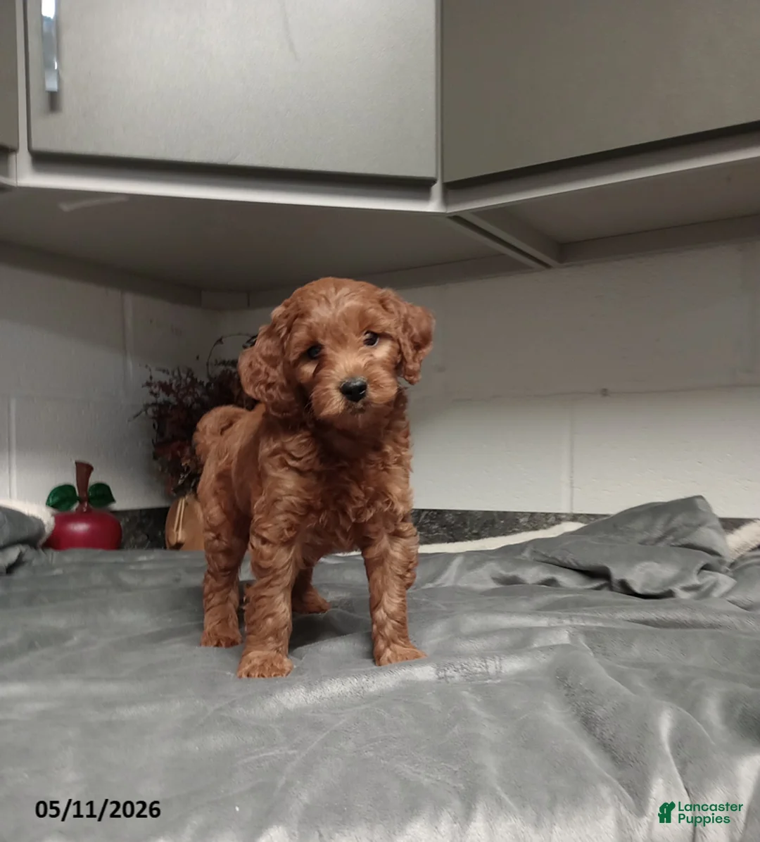 Mini Goldendoodle dogs for sale: Dylan - Ad 1
