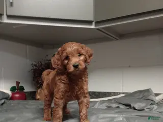Mini Goldendoodle dogs Dylan - Ad 30