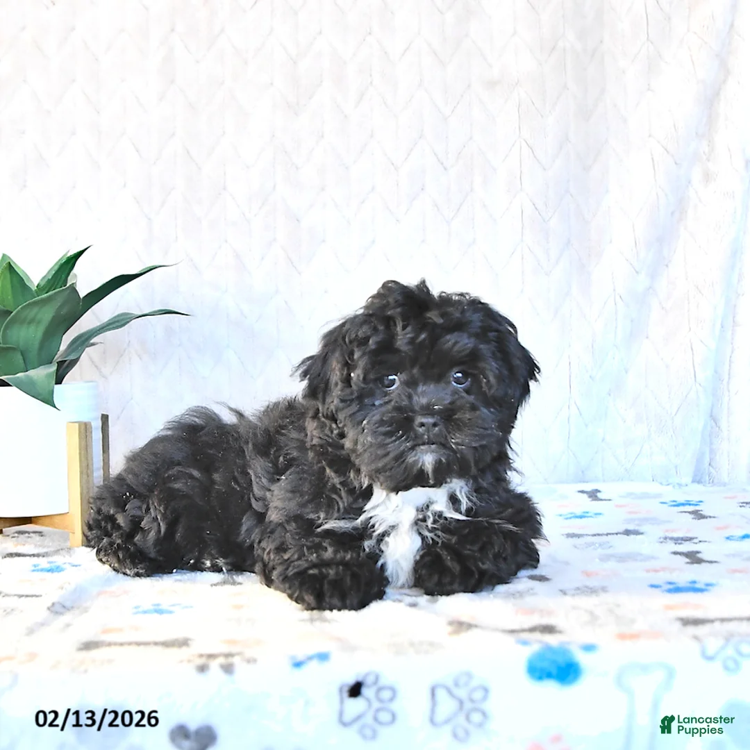 Shihpoo dogs for sale: Jackie - Ad 2