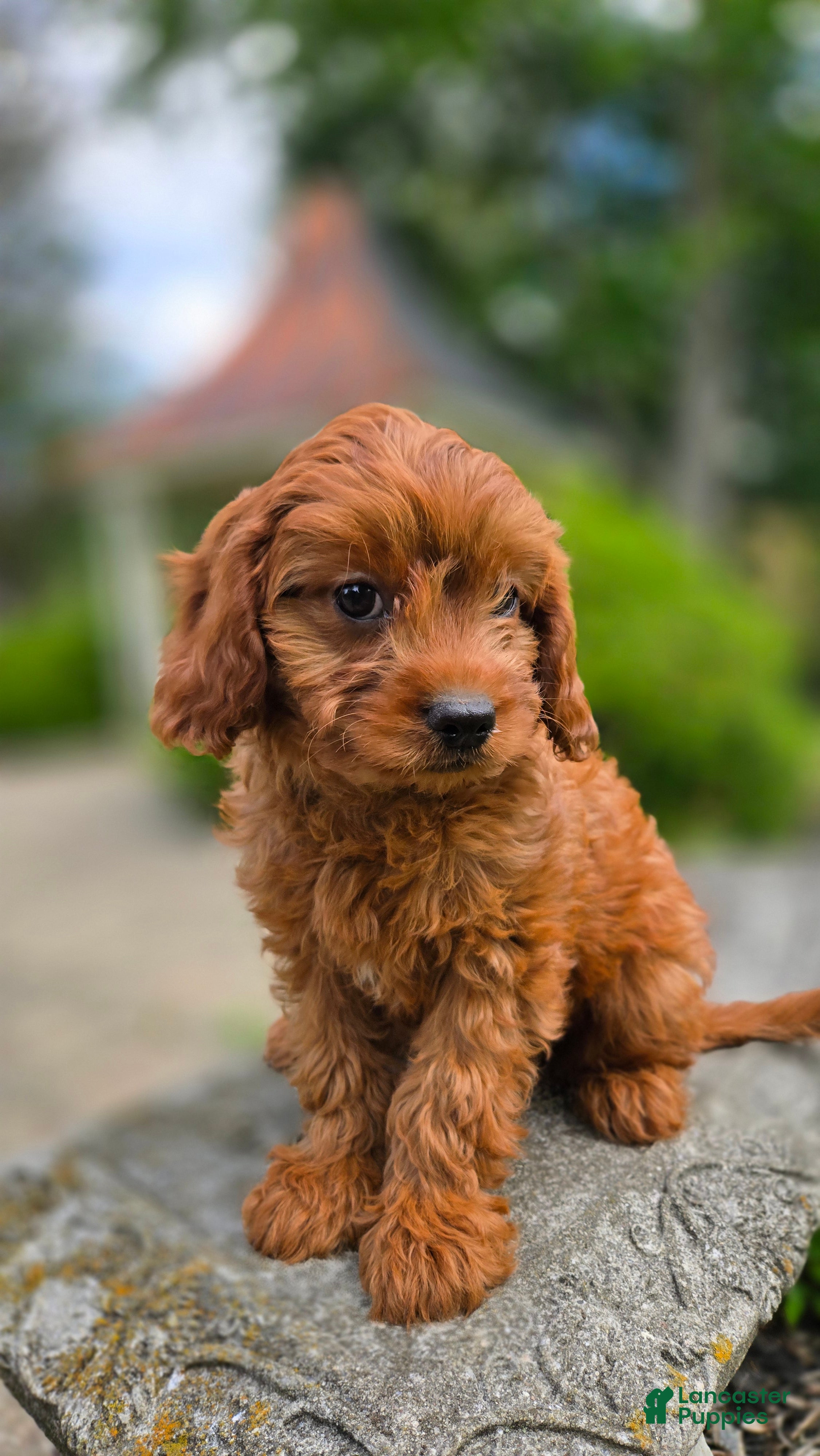 Cavapoo dogs Hudson - Ad 1