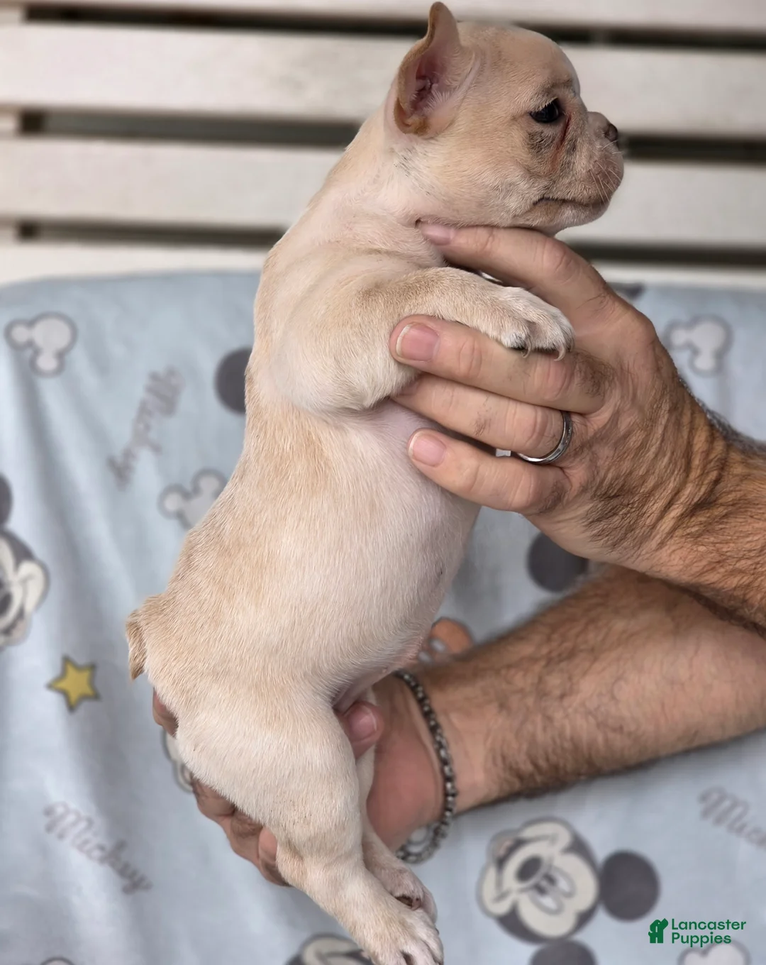 French Bulldog dogs for sale: Jill - Ad 3