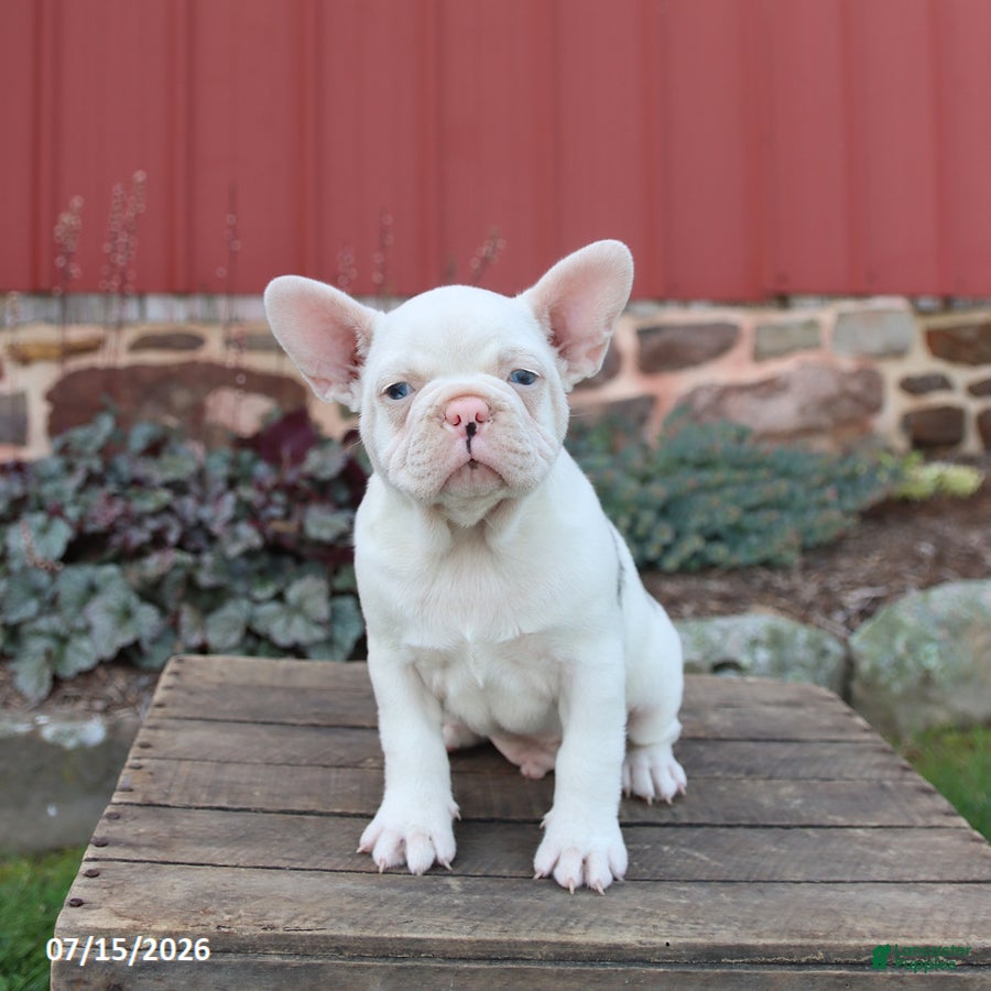 Frenchton dogs Jasper - Ad 1