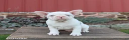 Frenchton dogs for sale: Jasper - Ad 1
