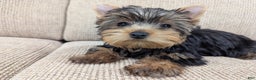 Yorkshire Terrier dogs for sale: Yorkshire Terrier Puppy 1 - Ad 4
