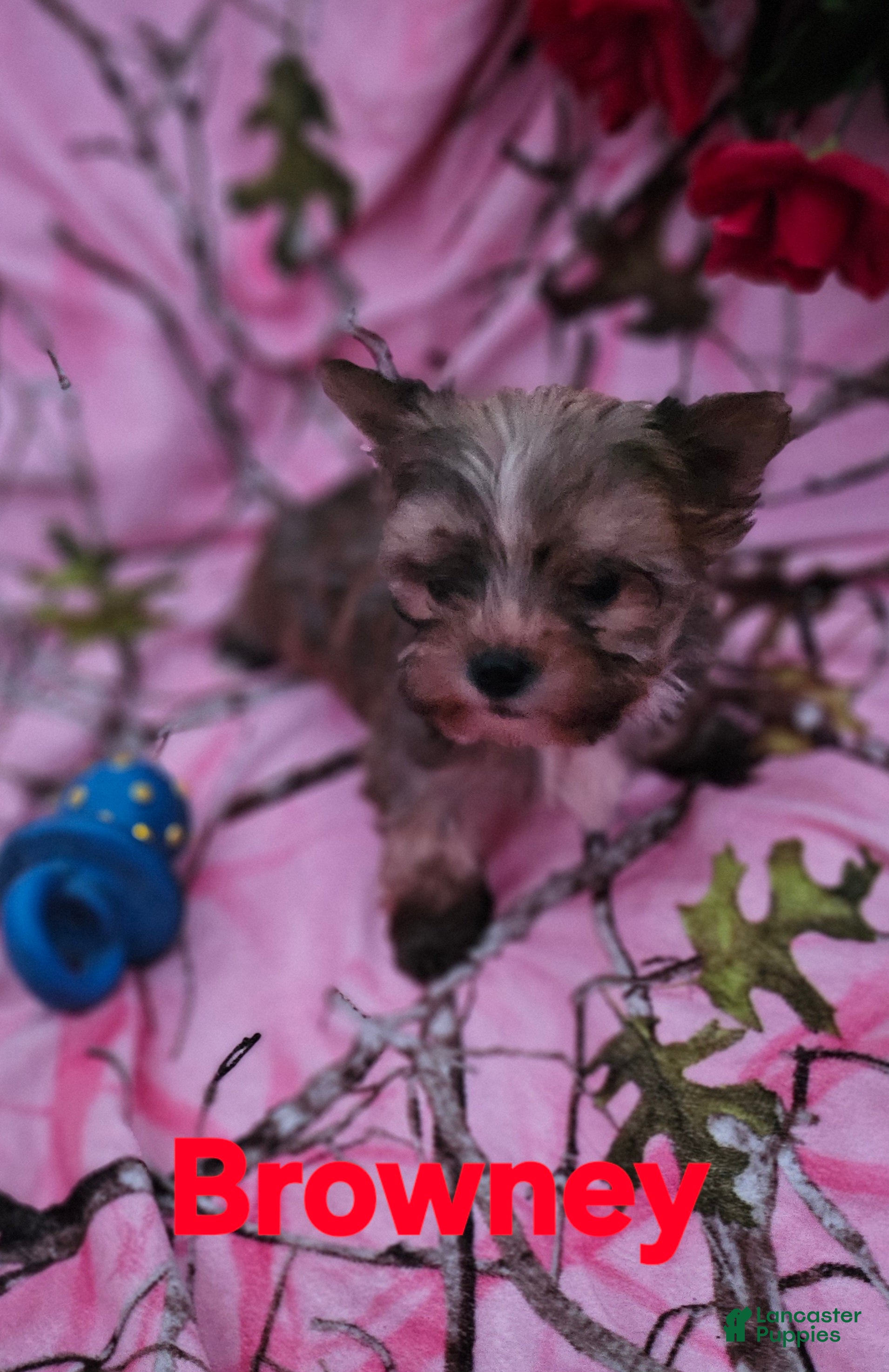 Morkie dogs Browney  - Ad 18