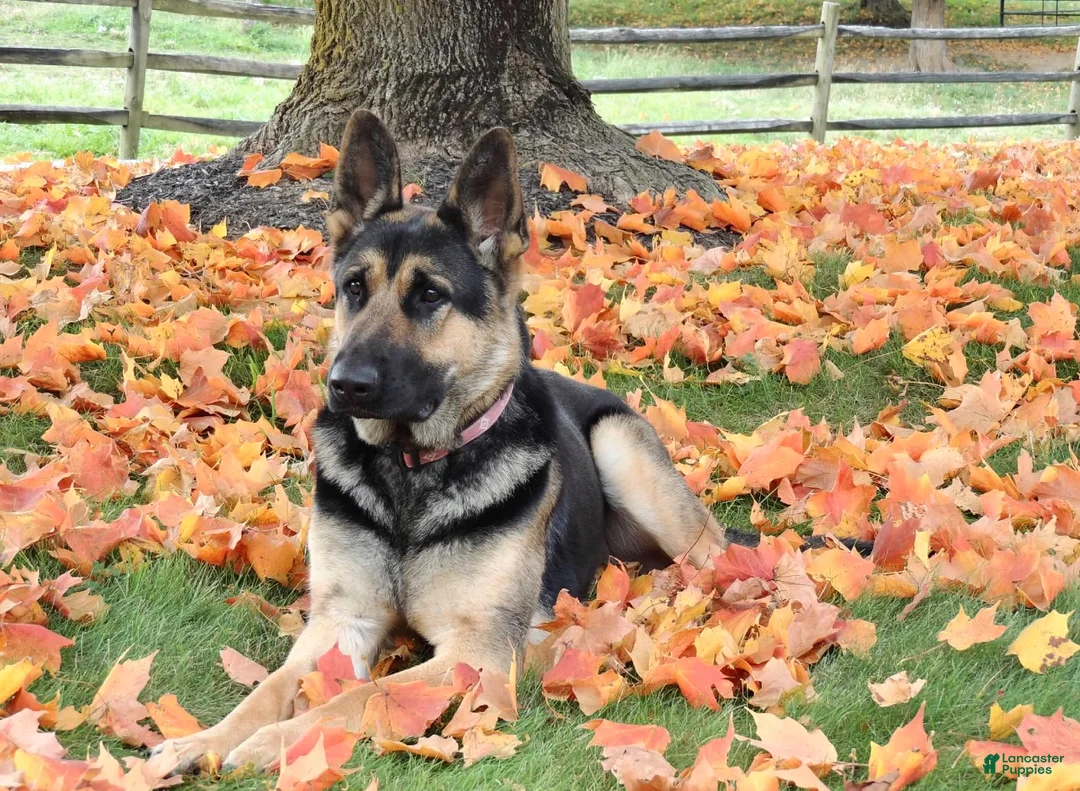German Shepherd dogs for sale: Augusta - Ad 19