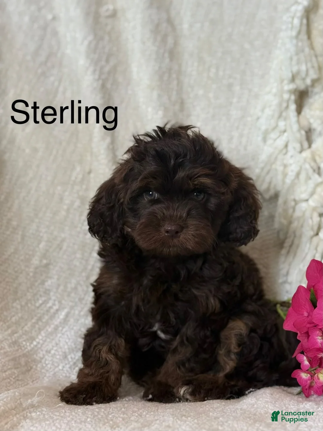 Cavapoo dogs for sale: Sterling  - Ad 1