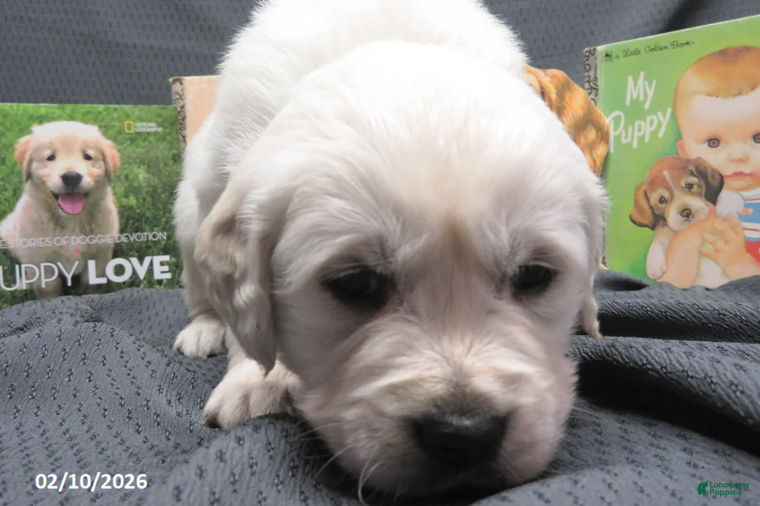 Golden Retriever dogs for sale: Barney - Ad 10