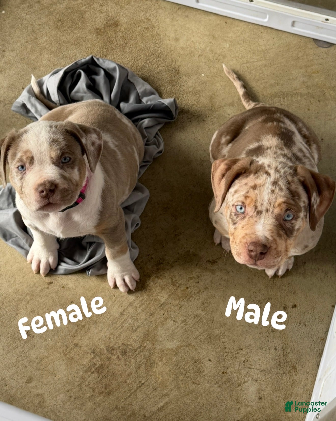 American Bully dogs American XL Bully - Ad 1