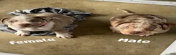 American Bully dogs for sale: American XL Bully - Ad 1