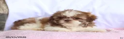 Shih Tzu dogs for sale: Nicola - Ad 3