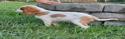 Cavalier King Charles Spaniel dogs for sale: MilkyWay - Ad 8