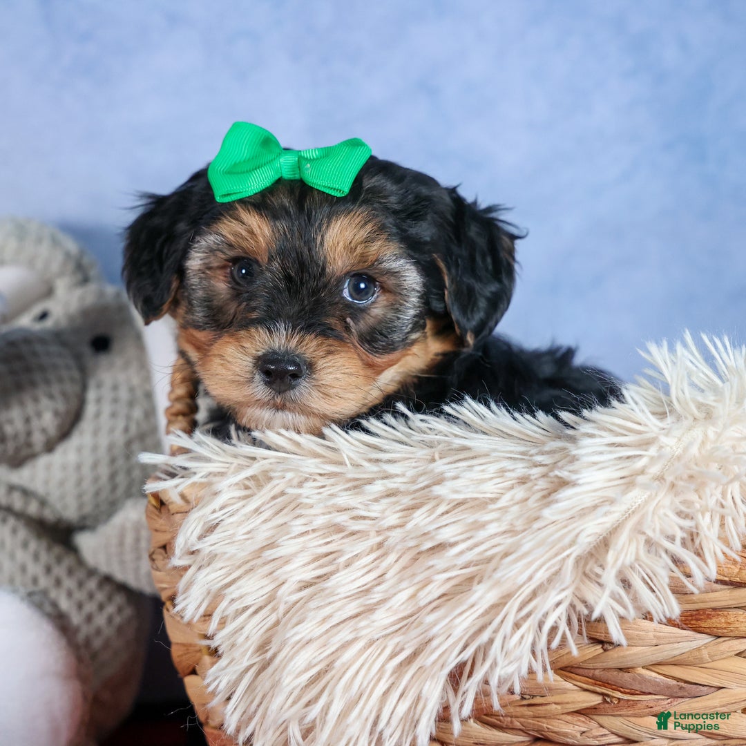 Yochon dogs for sale: MAX - Ad 14