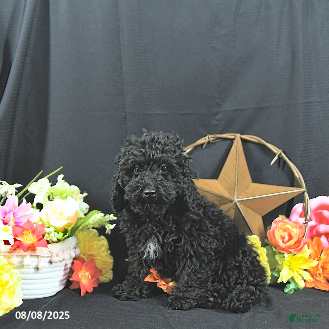 Miniature Poodle dogs for sale: Earl - Ad 10