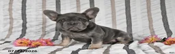 French Bulldog dogs for sale: Ollie  - Ad 2
