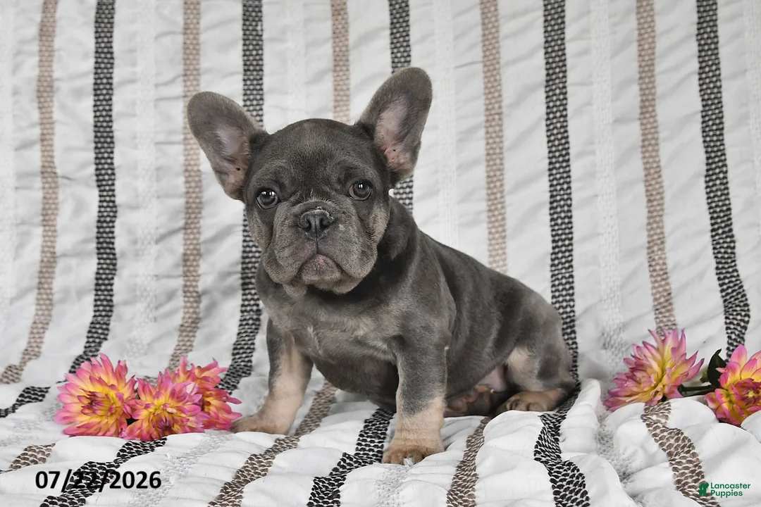 French Bulldog dogs for sale: Ollie  - Ad 2