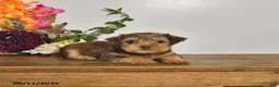 Yorkshire Terrier dogs for sale: Twila - Ad 3