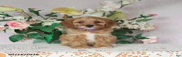 Cavapoo dogs for sale: Lila  - Ad 3