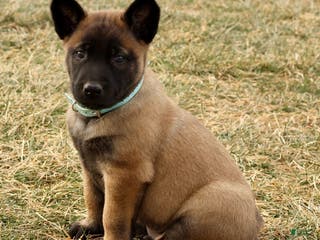Belgian Malinois dogs Apollo - Ad 25