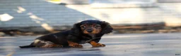Miniature Dachshund dogs for sale: Frank - Ad 4