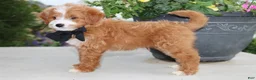 Mini Goldendoodle dogs for sale: Topper - Ad 4