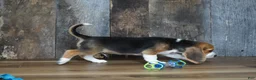 Beagle dogs for sale: Brett - Ad 5