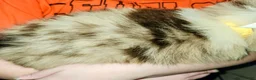 Australian Shepherd dogs for sale: Cher - Ad 9