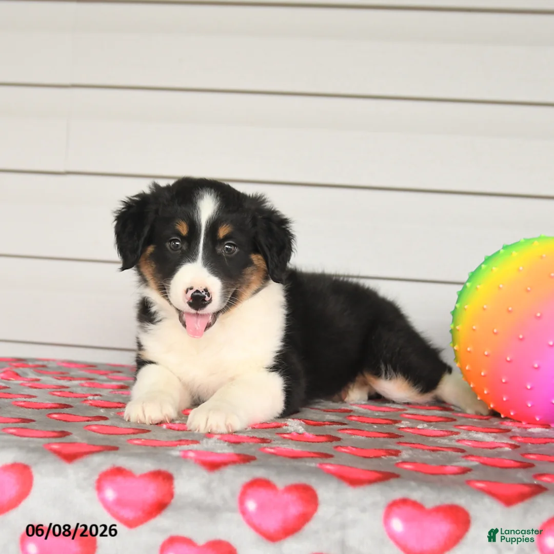 Mixed Breed dogs for sale: Keegan - Ad 3