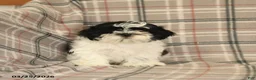 Shih Tzu dogs for sale: Stormy - Ad 4
