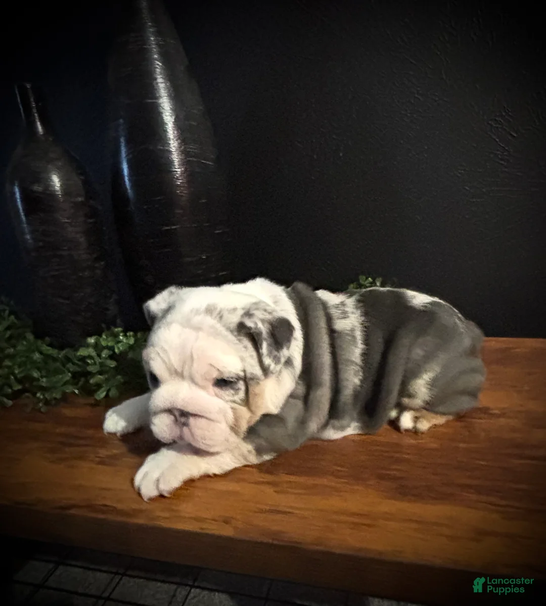English Bulldog dogs for sale: Nova  - Ad 3