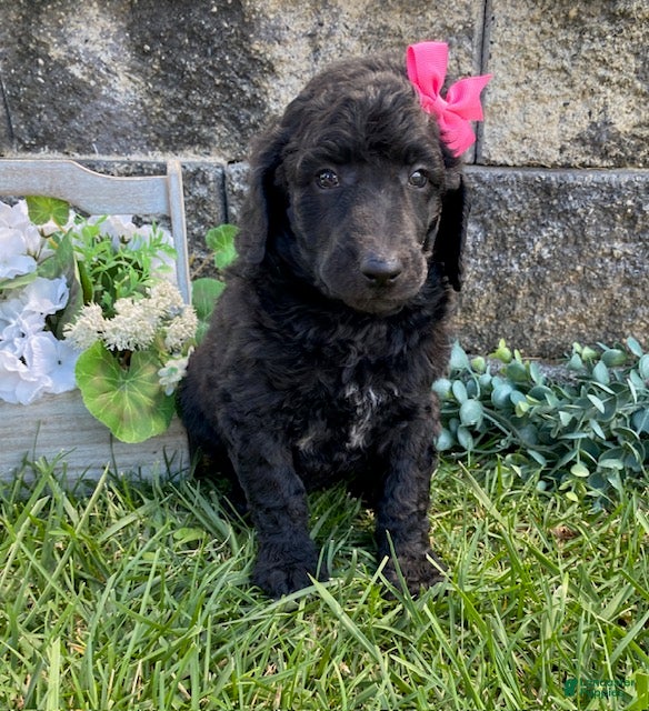 Standard Poodle dogs Topaz- genetic clear - Ad 1