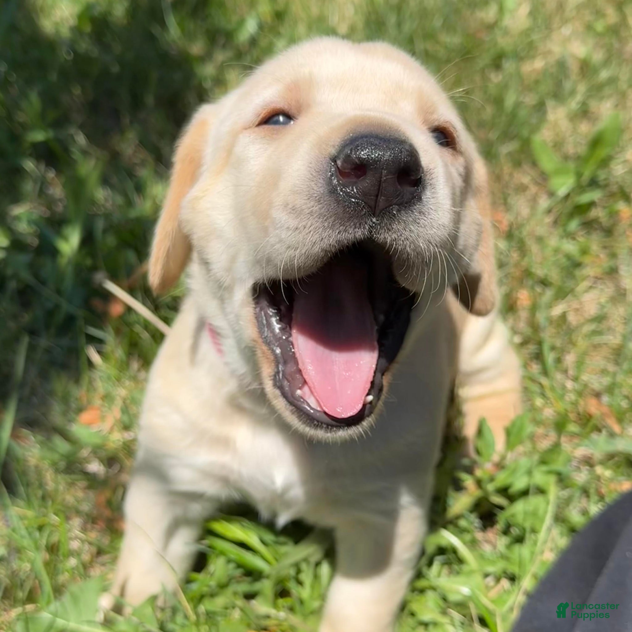 Labrador Retriever dogs Pink Collar Puppy 1 - Ad 23
